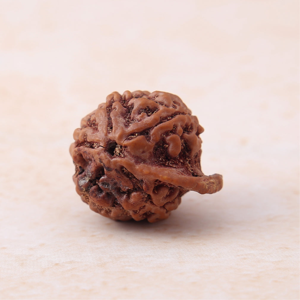 Siddh Ganesh Mukhi Rudraksha